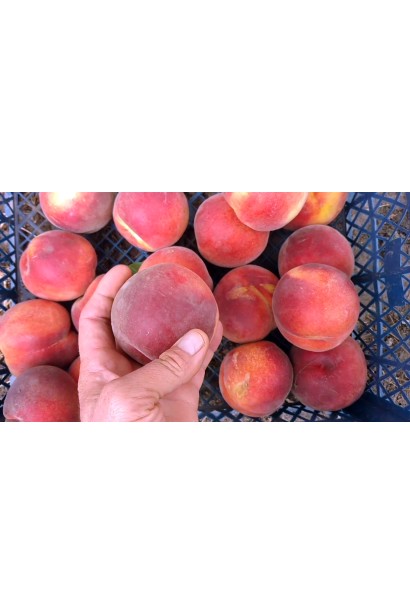 Prunus persica ‘Royal Esthete’